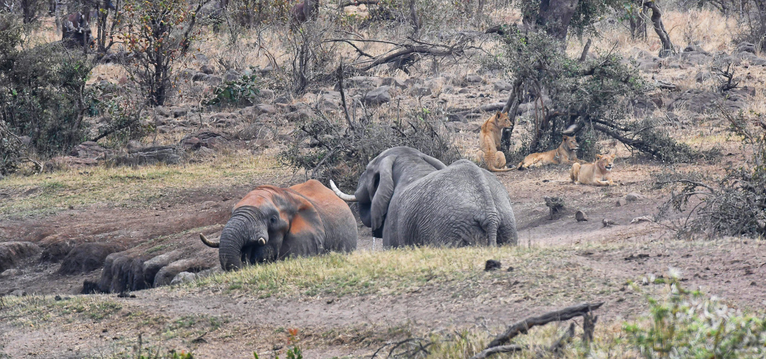Elephant drinking while lions look on, image taken on the H1-7 near Babalala picnic site in the Kruger National Park