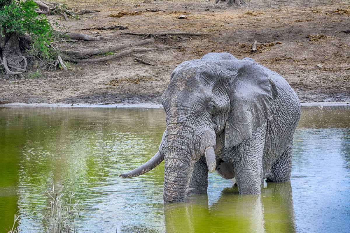 Elephant in Klopperfontein Dam
