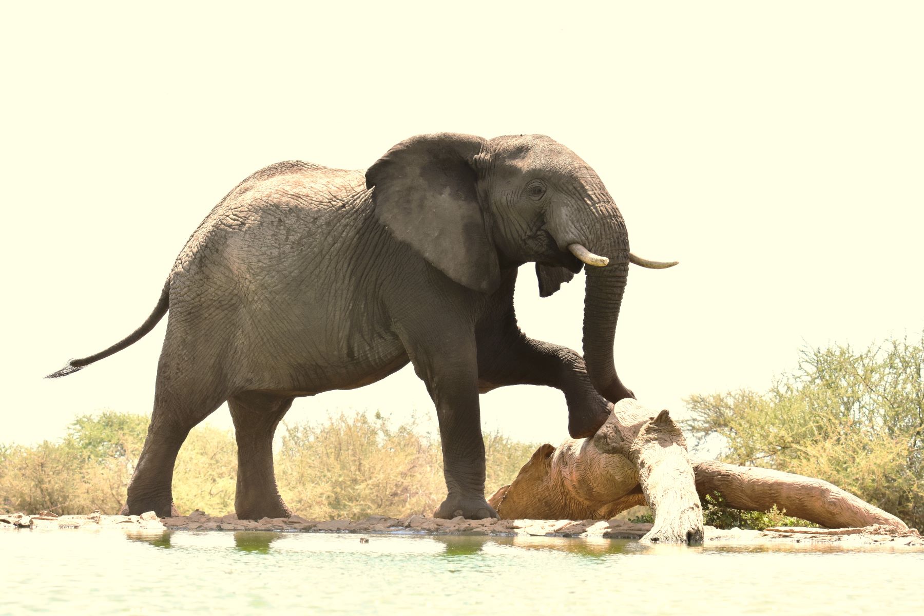 Elephant at Last Word Madikwe waterhole Elephant at Last Word Madikwe waterhole