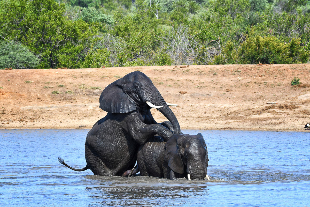 Elephant at Shimangwaneni dam