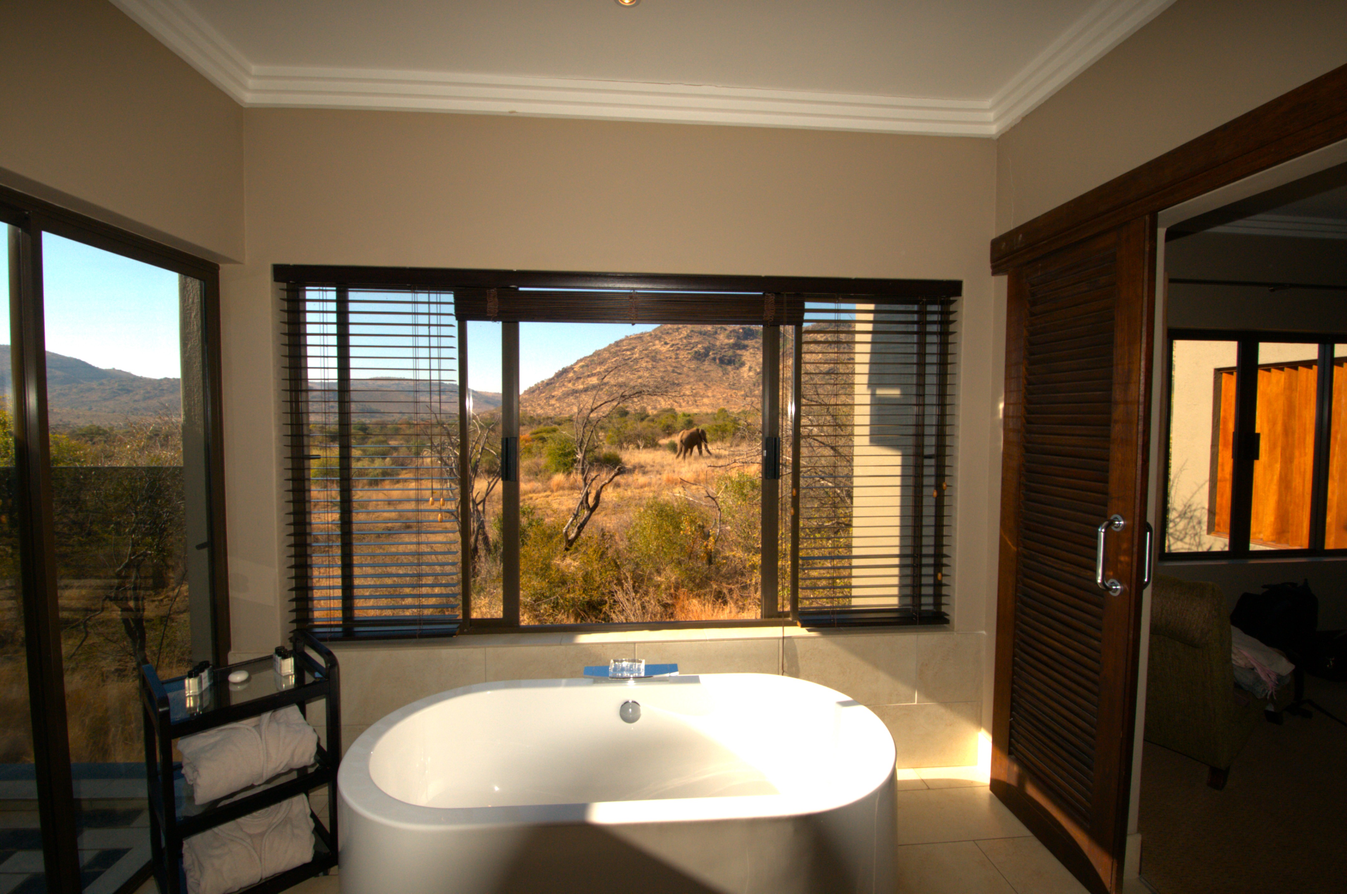 Elephant outside Shepherds Tree Lodge bathroom
