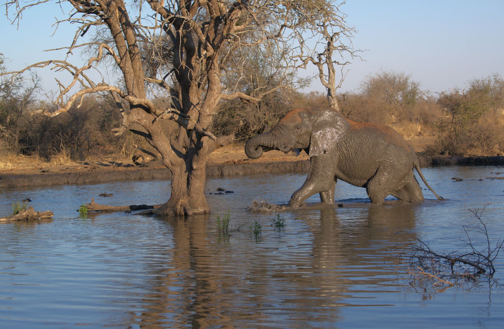 Elephant at Nkwe Pan Image taken on game drive at Buffalo Ridge Lodge