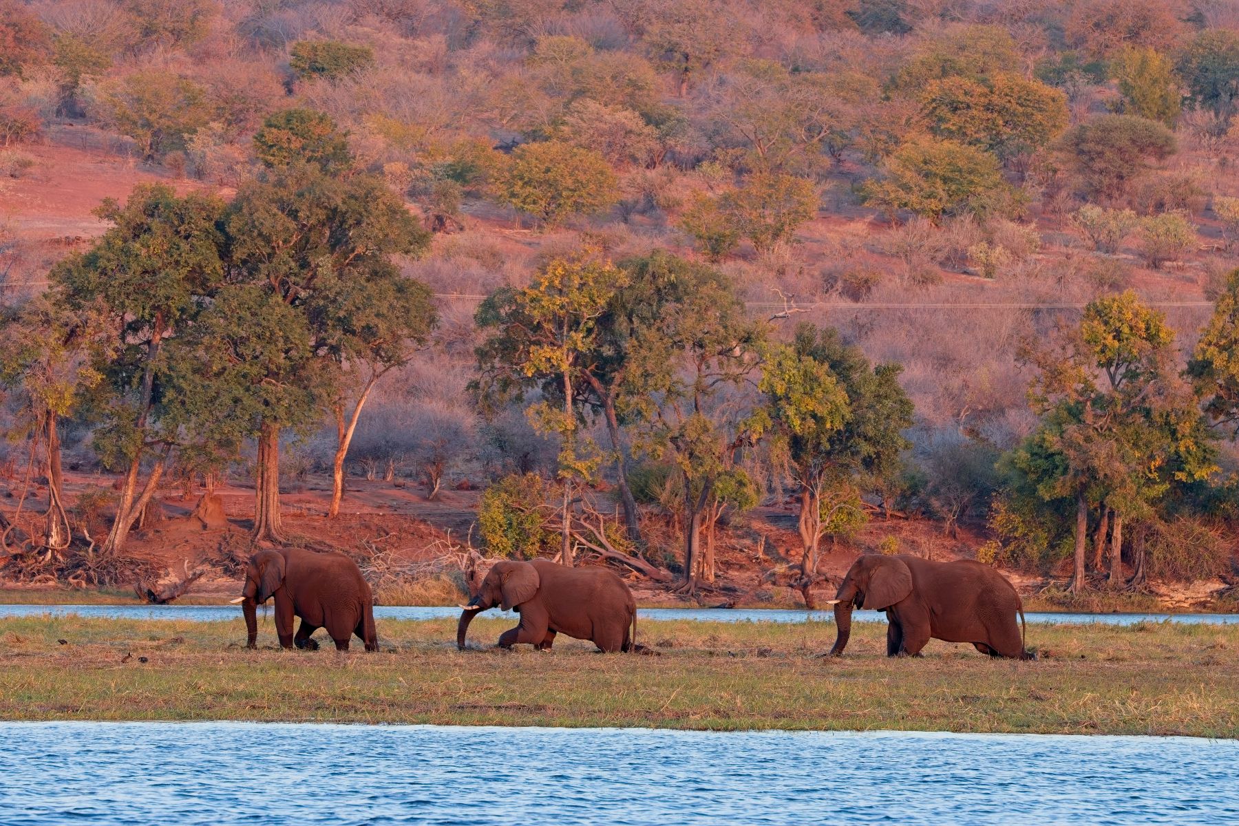 Elephant in the Chobe in Botswana