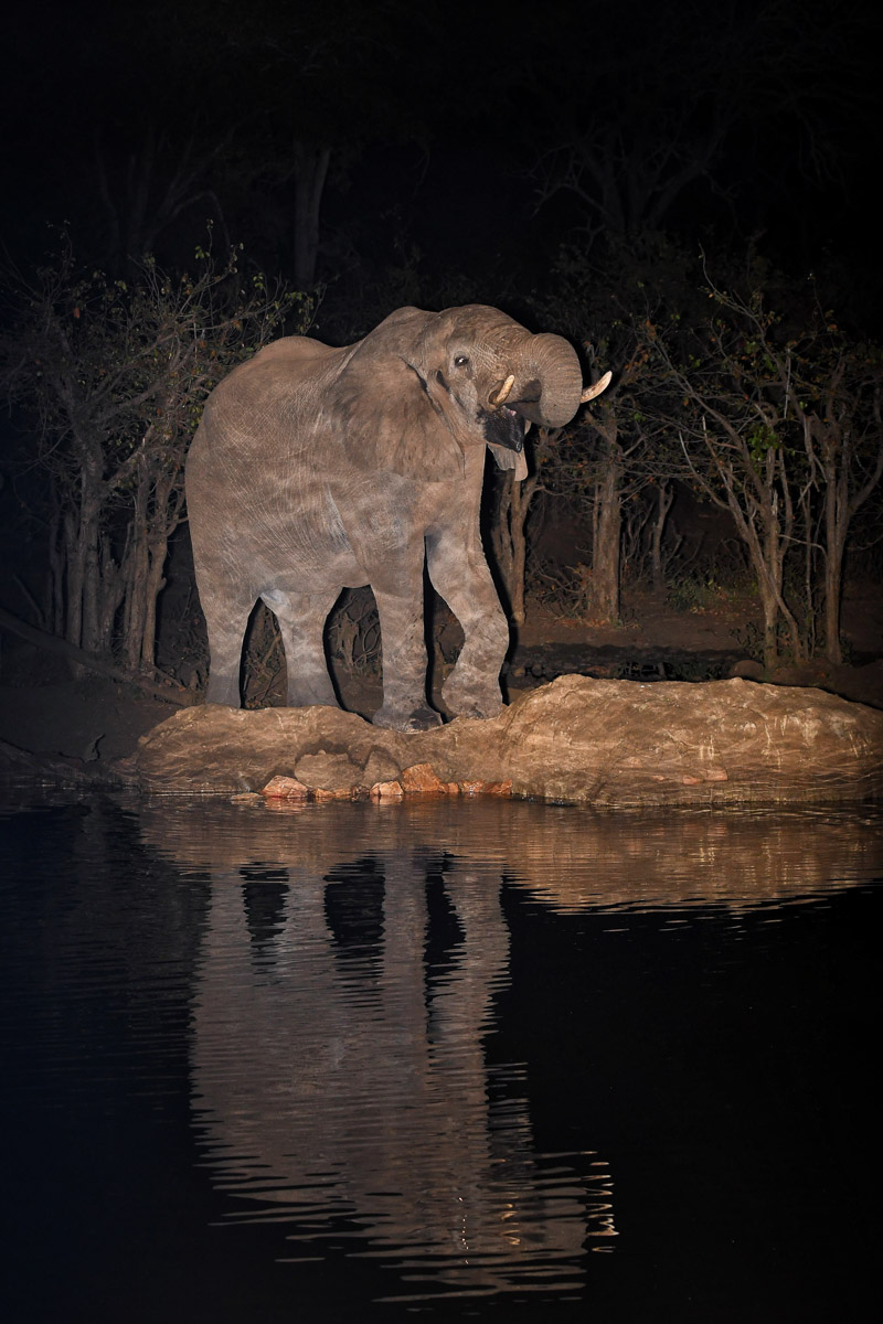 Elephant drinking Punda hide at night