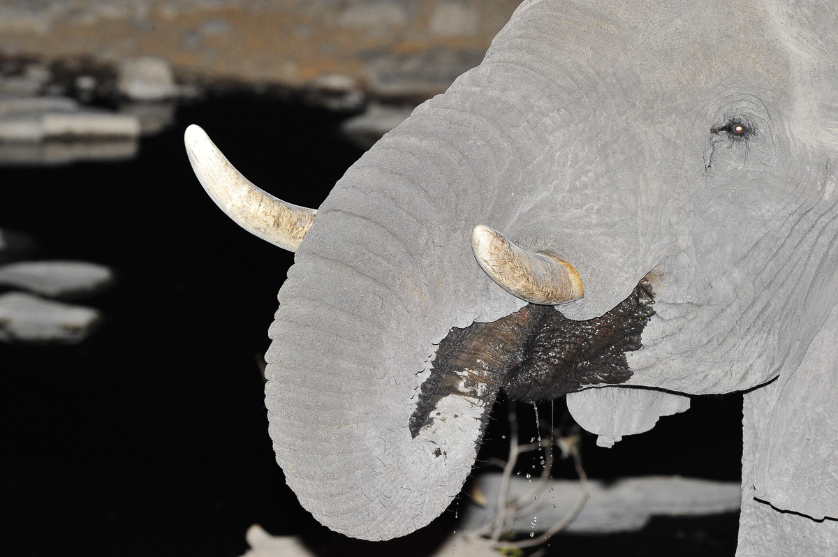 Elephant drinking at Halali waterhole