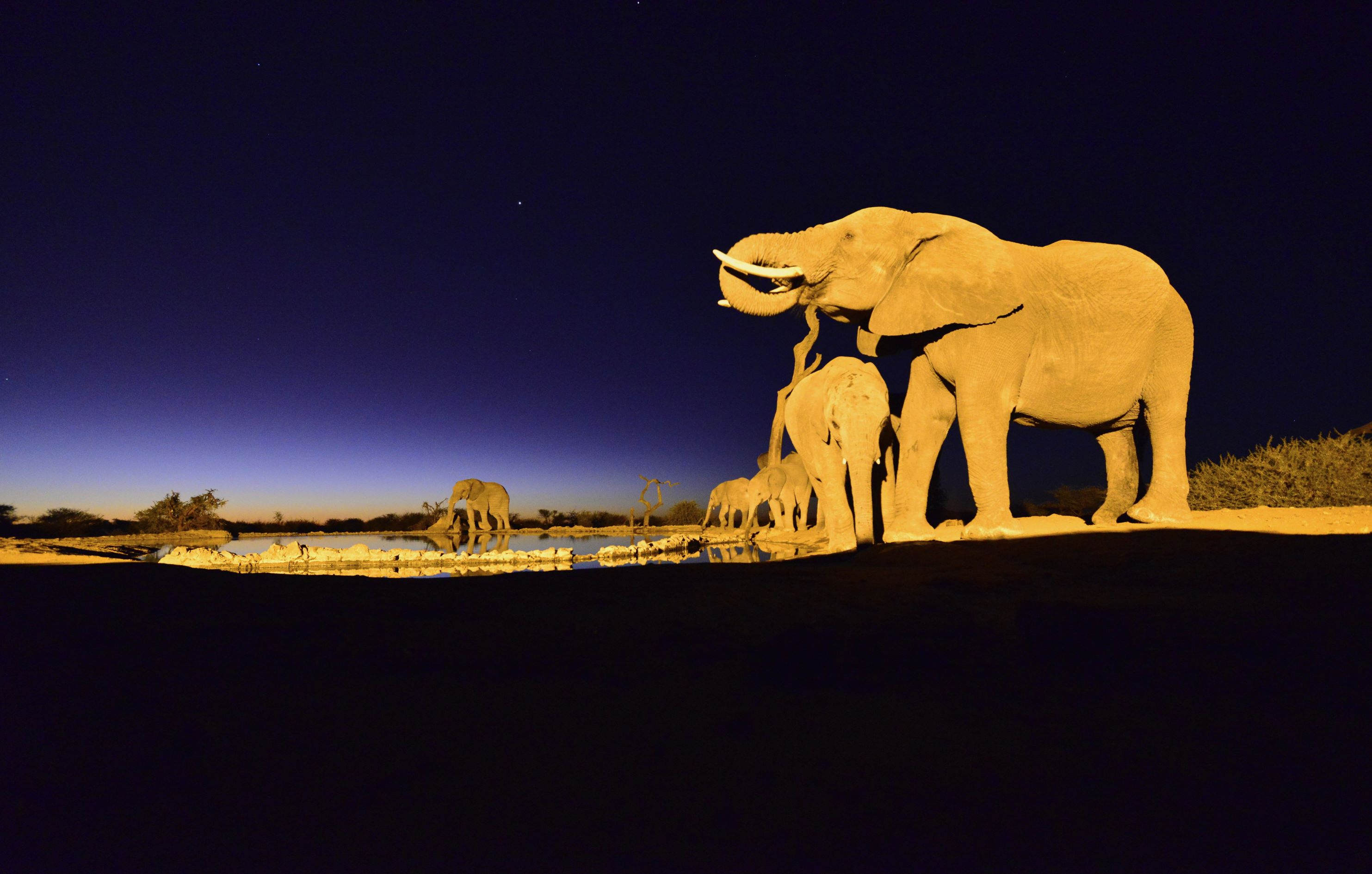 Elephant drinking at night LWM Elephant drinking at night LWM