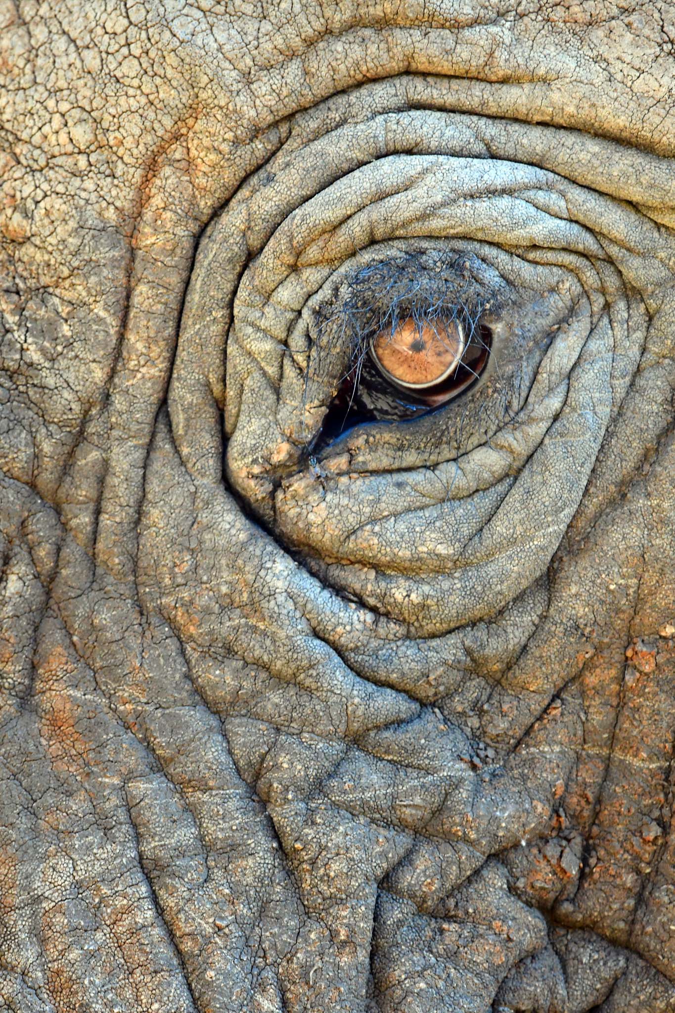 elephant eye at Last Word Madikwe hide