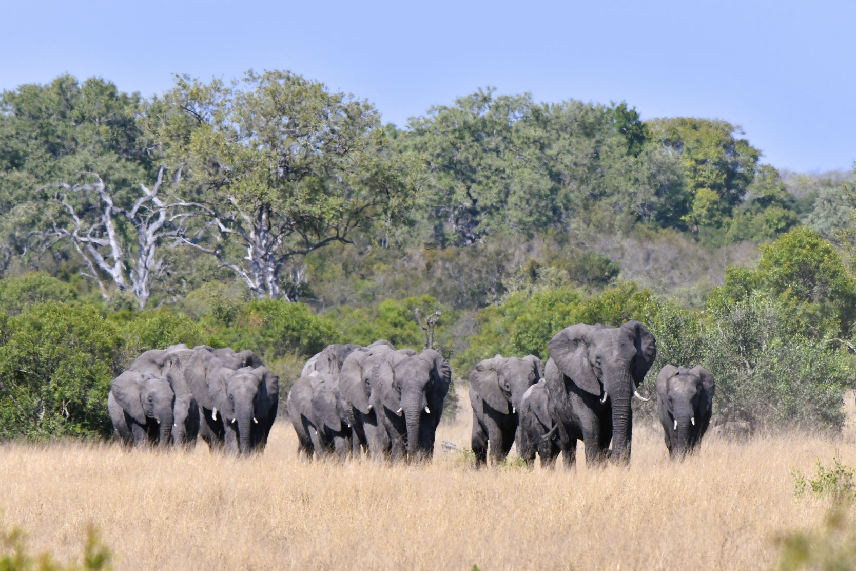 Elephants coming to drink at the Talamati waterhole Elephants coming to drink at the Talamati waterhole