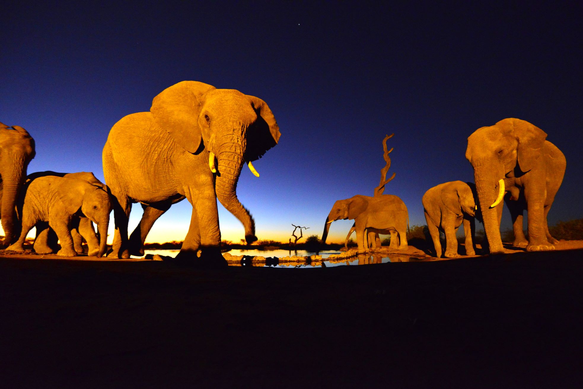 Elephant herd drinking at the underground hide at Last Word Madikwe Elephant herd drinking at the underground hide at Last Word Madikwe