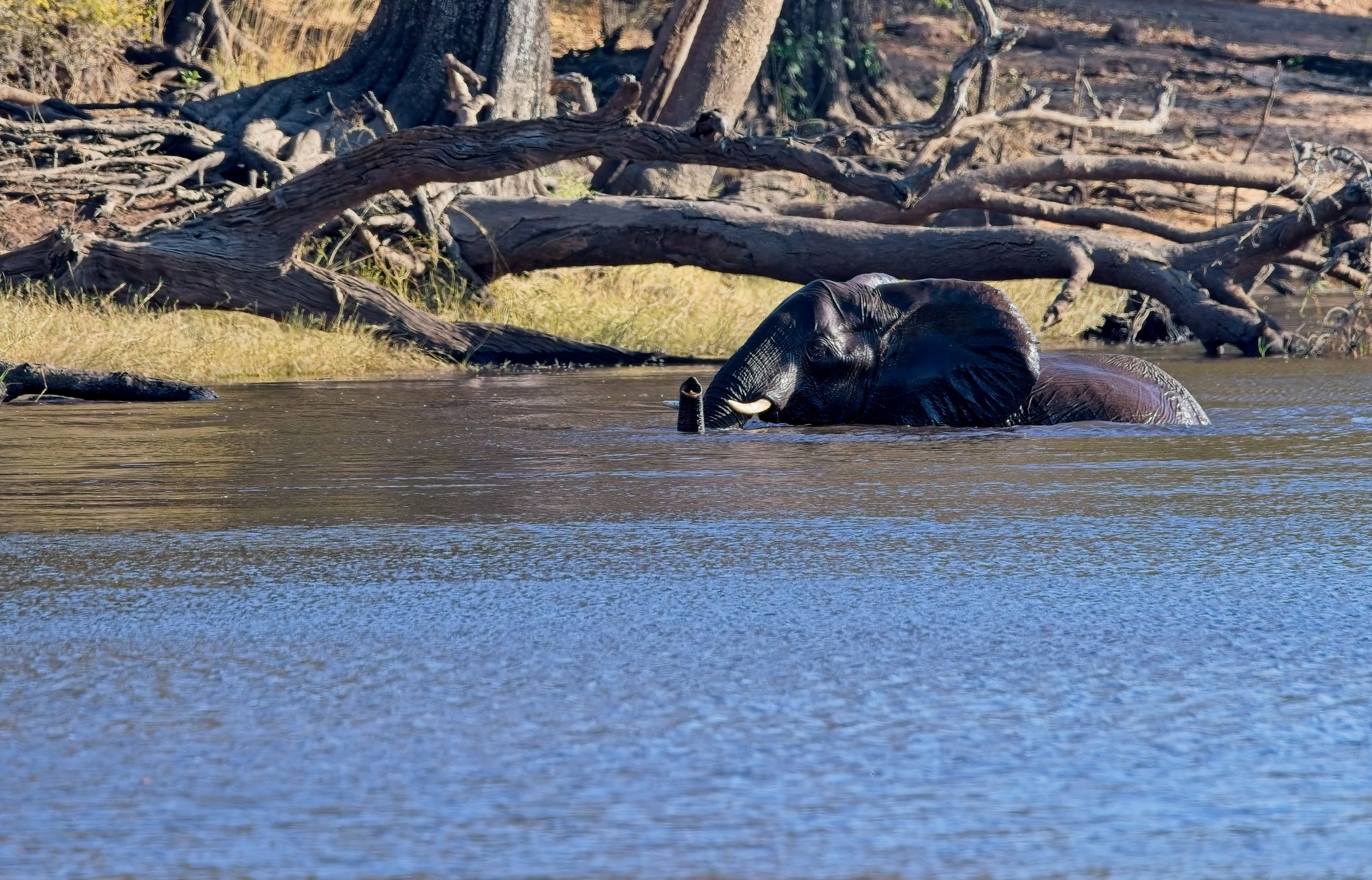 Elephant swimming in the Chobe River in Kasane
