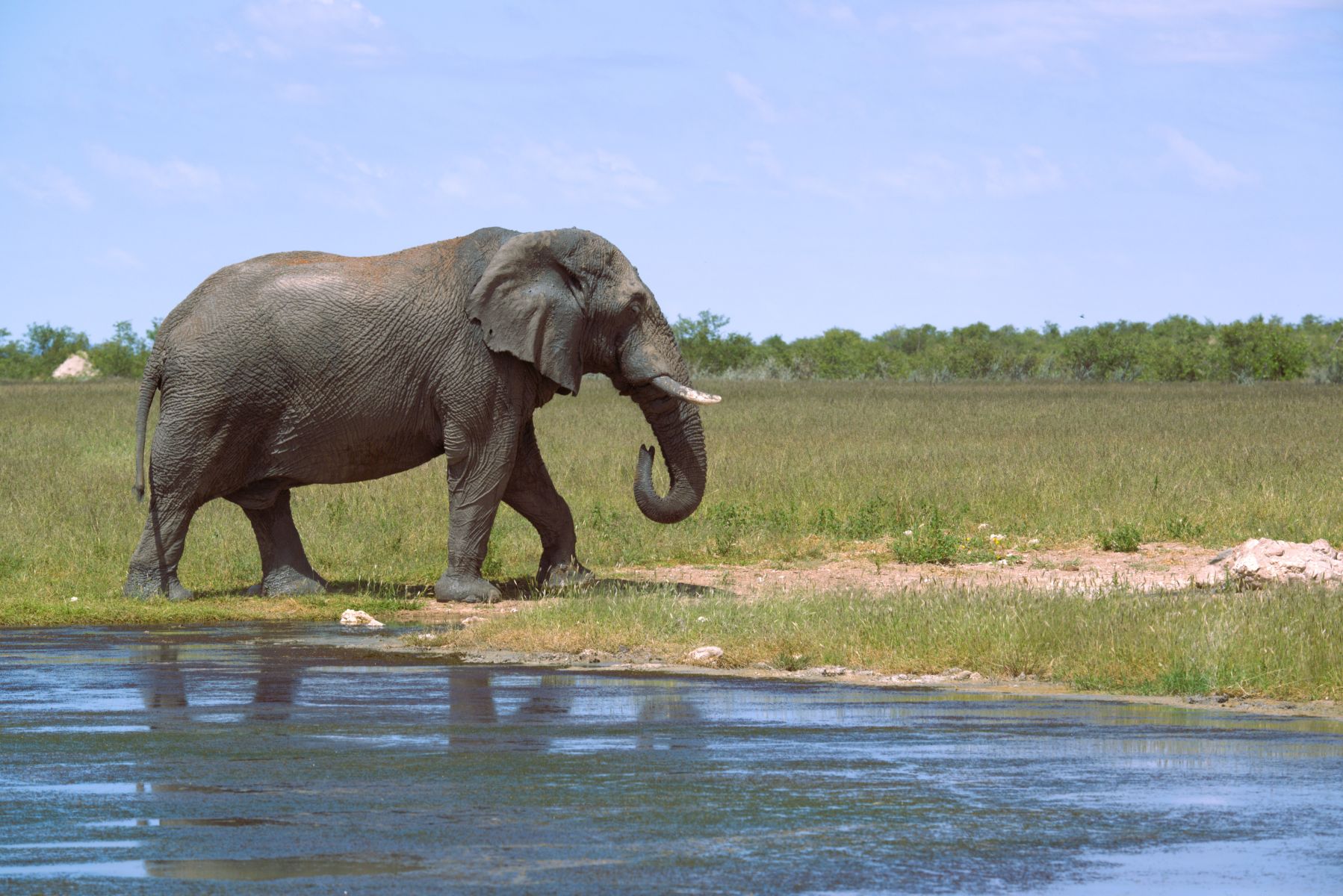 Elephant image taken on our self drive in Etosha National Park
