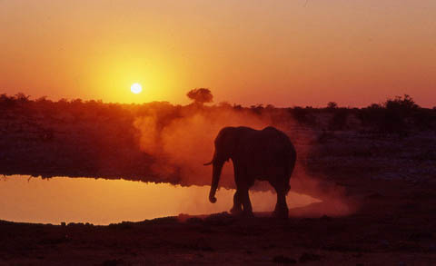 Elephant at Okaukuejo waterhole, Etosha
