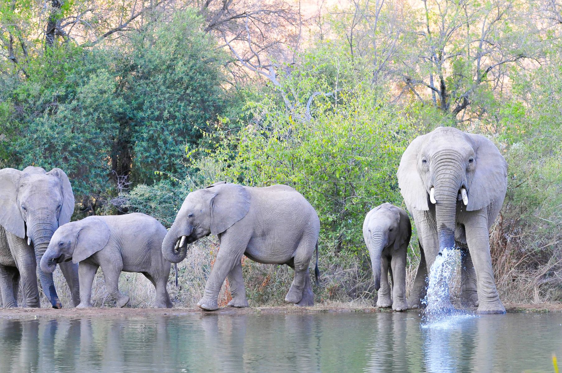 Elelphants at the Kwa Maritane hide