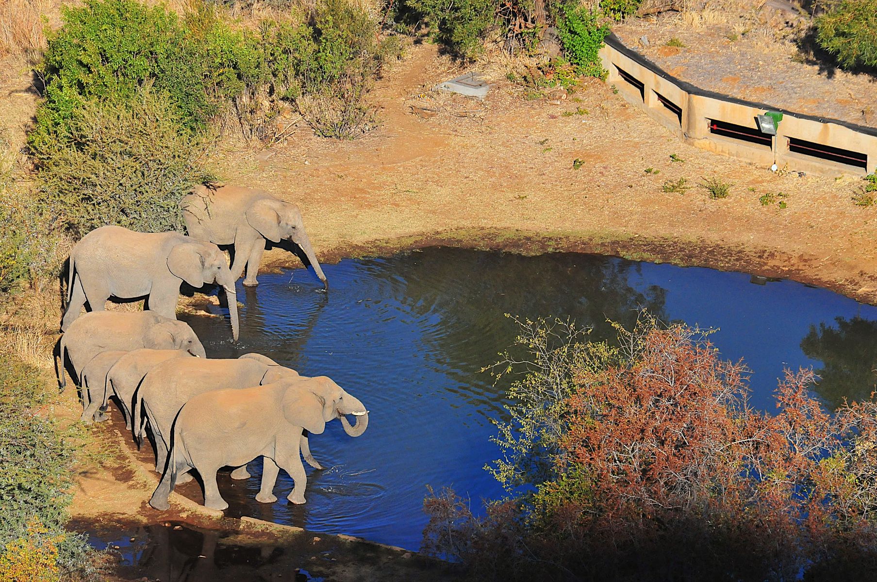 Elephants drinking at the Kwa Maritane Hide in the Pilanesberg