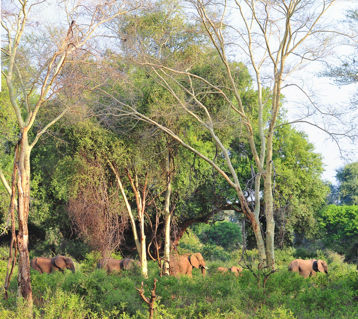Elephants walking through the Fever Tree Forest in the Pafuri area in the Northern Kruger National Park