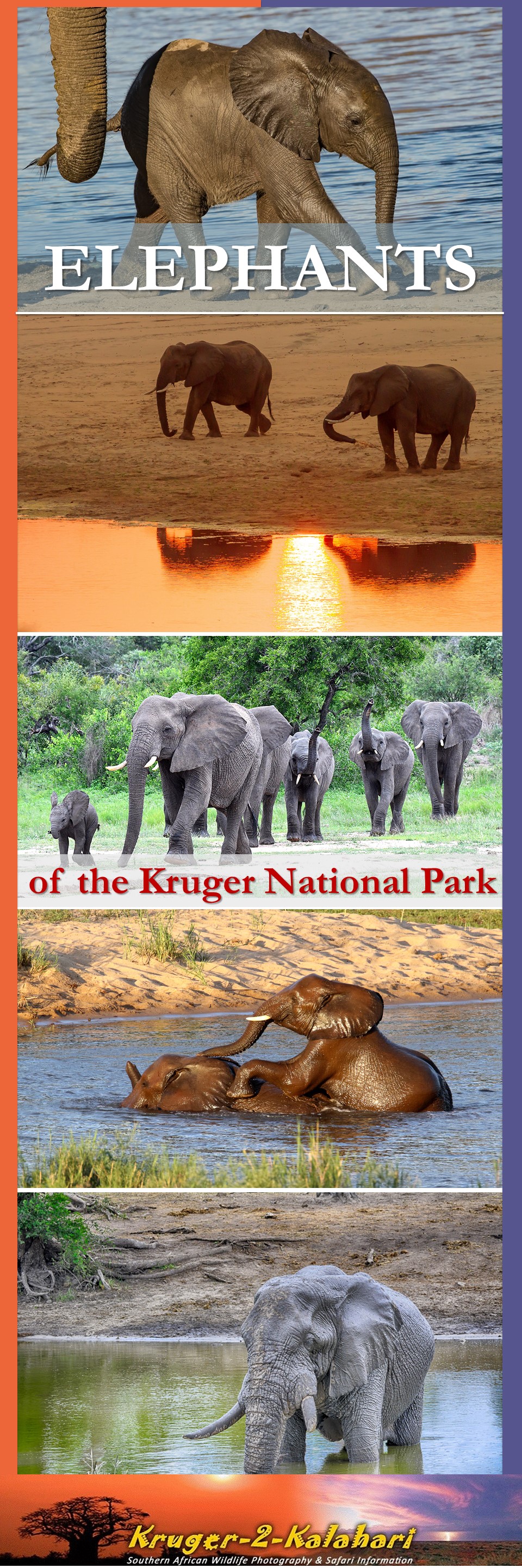Elephants of the Kruger National Park