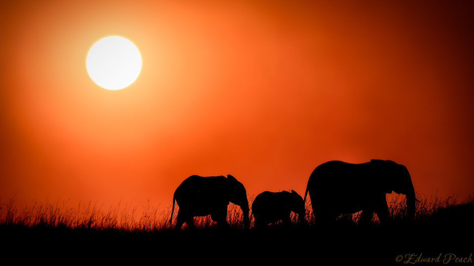 Elephant silhouette at sunset