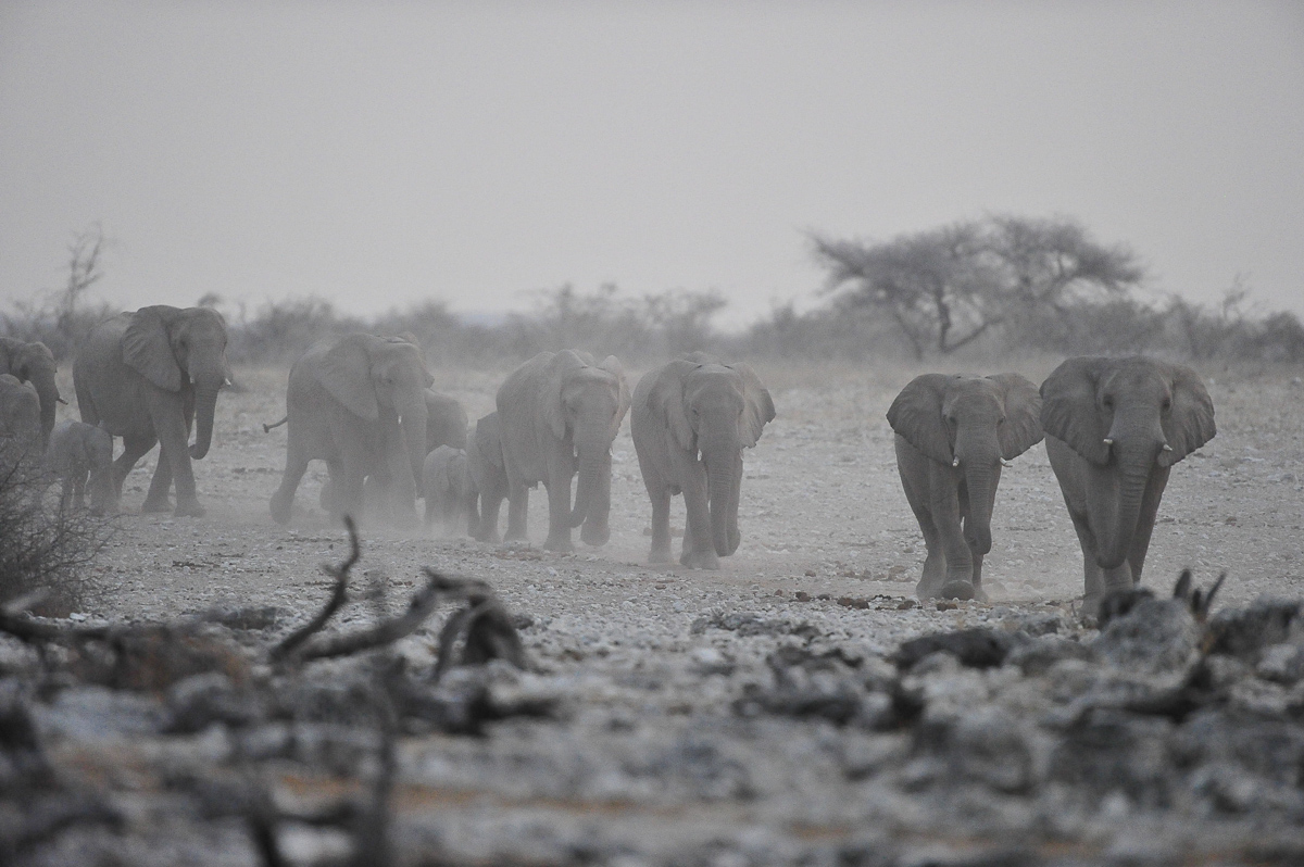 Elephants walking through the dust to Okaukuejo waterhole