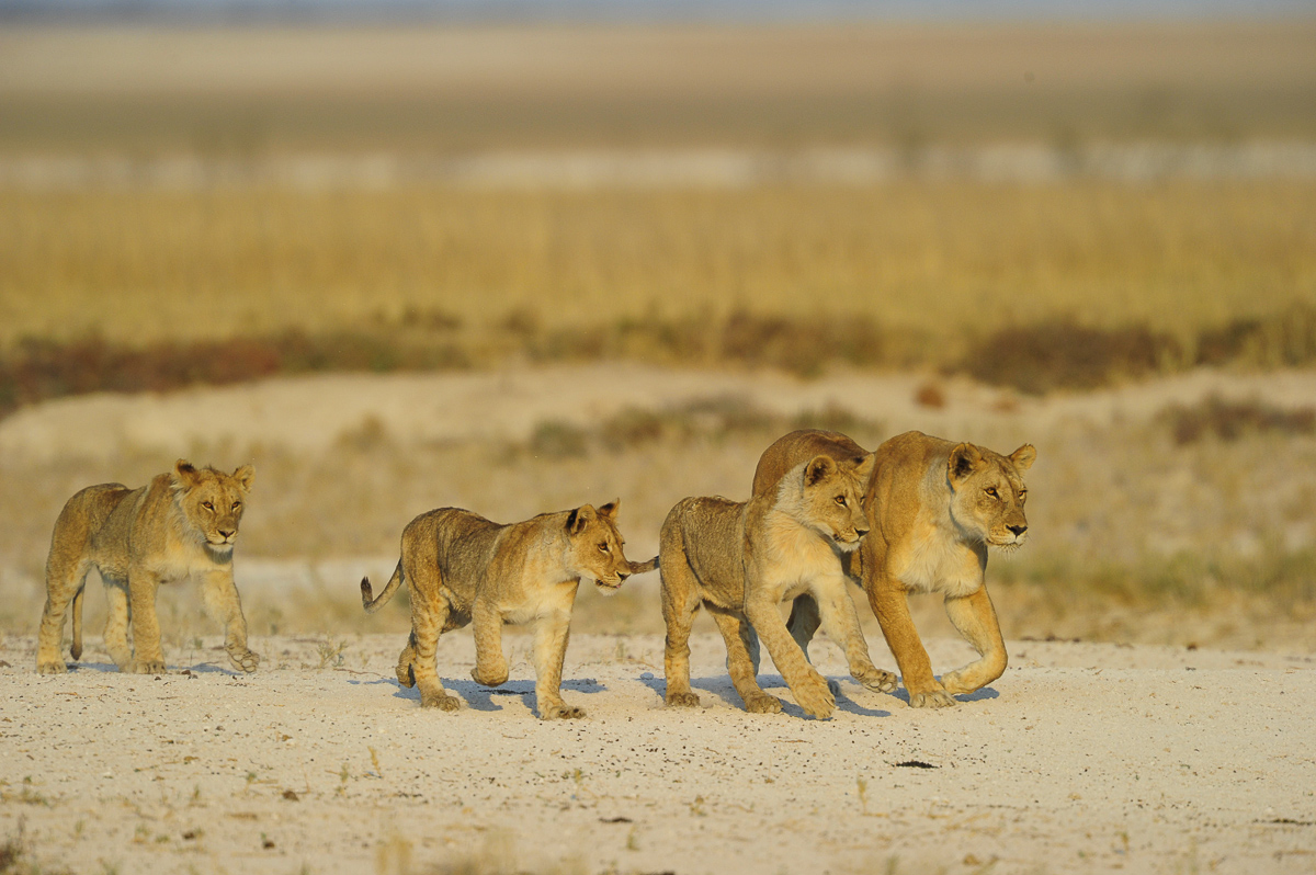 Lion pride taken near Salvadora in Etosha