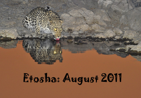 Leopard drinking at Moringa waterhole in Etosha Leopard drinking at Moringa waterhole in Etosha