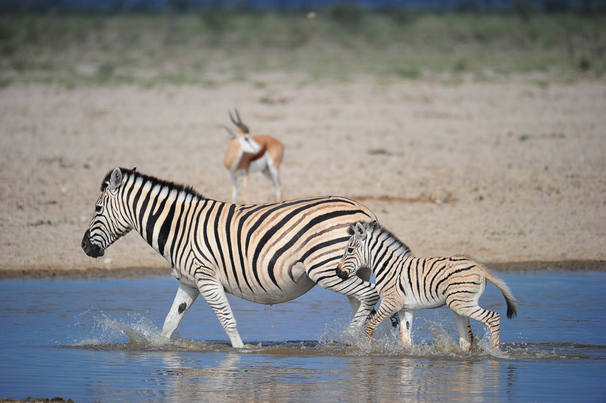Zebra mom and baby in Etosha National Park