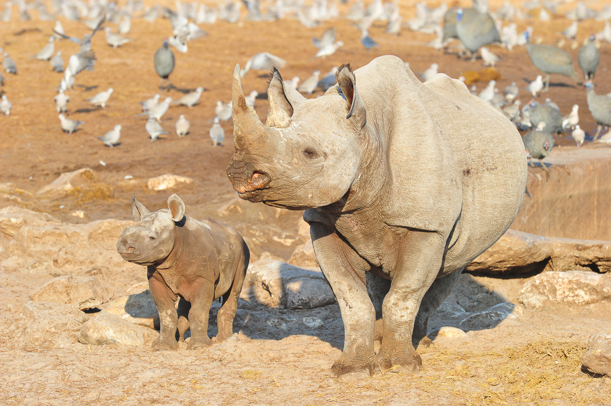 Etosha black rhino mom and calf