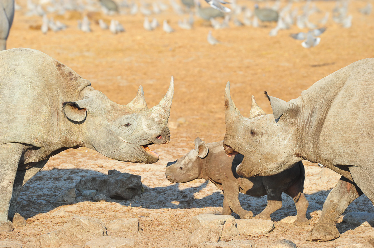 Etosha black rhinos