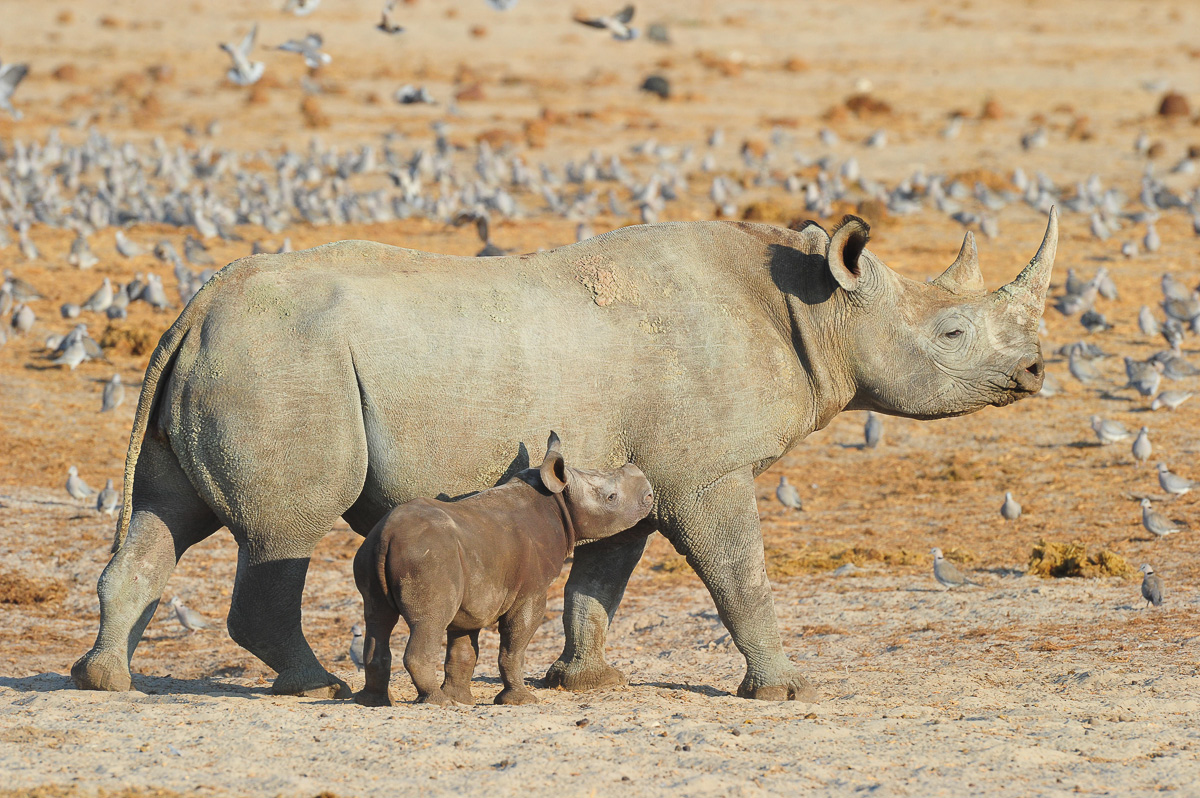 black rhino with her calf in Etosha