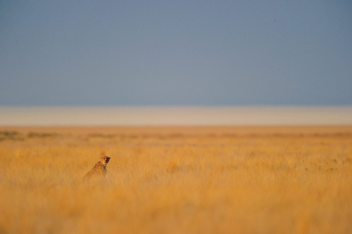 Etosha cheetah on the open plains