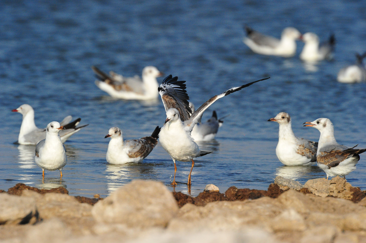 This image of gulls was taken at Klein Namutoni waterhole in Etosha