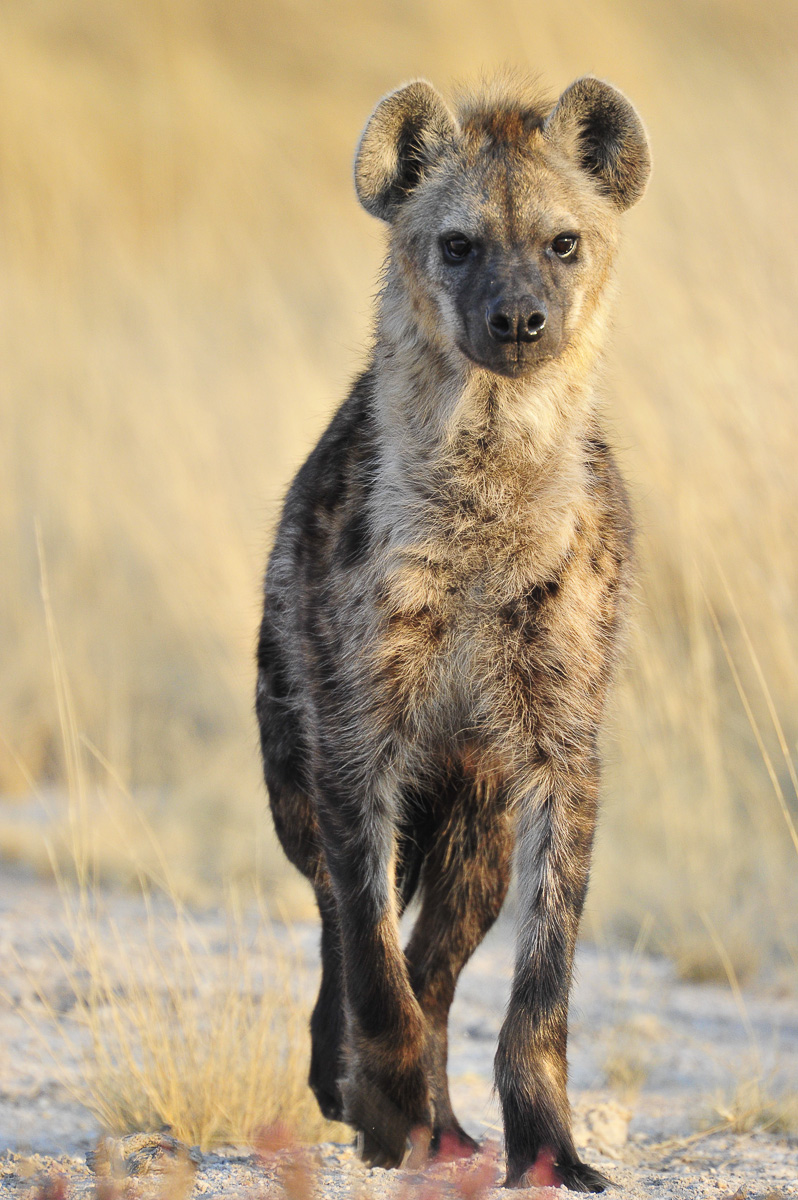 Spotted hyena in Etosha National Park