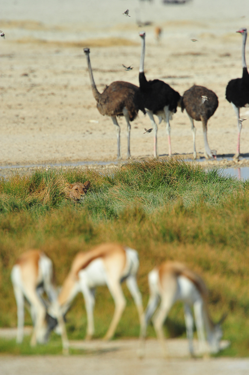Lioness lying in wait at the waterhole