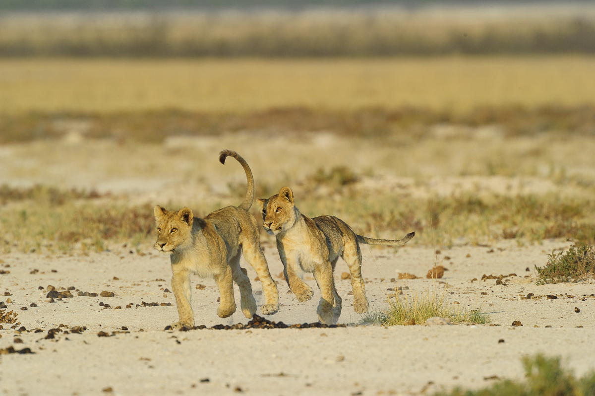 Etosha lion cubs playing near Salvadora