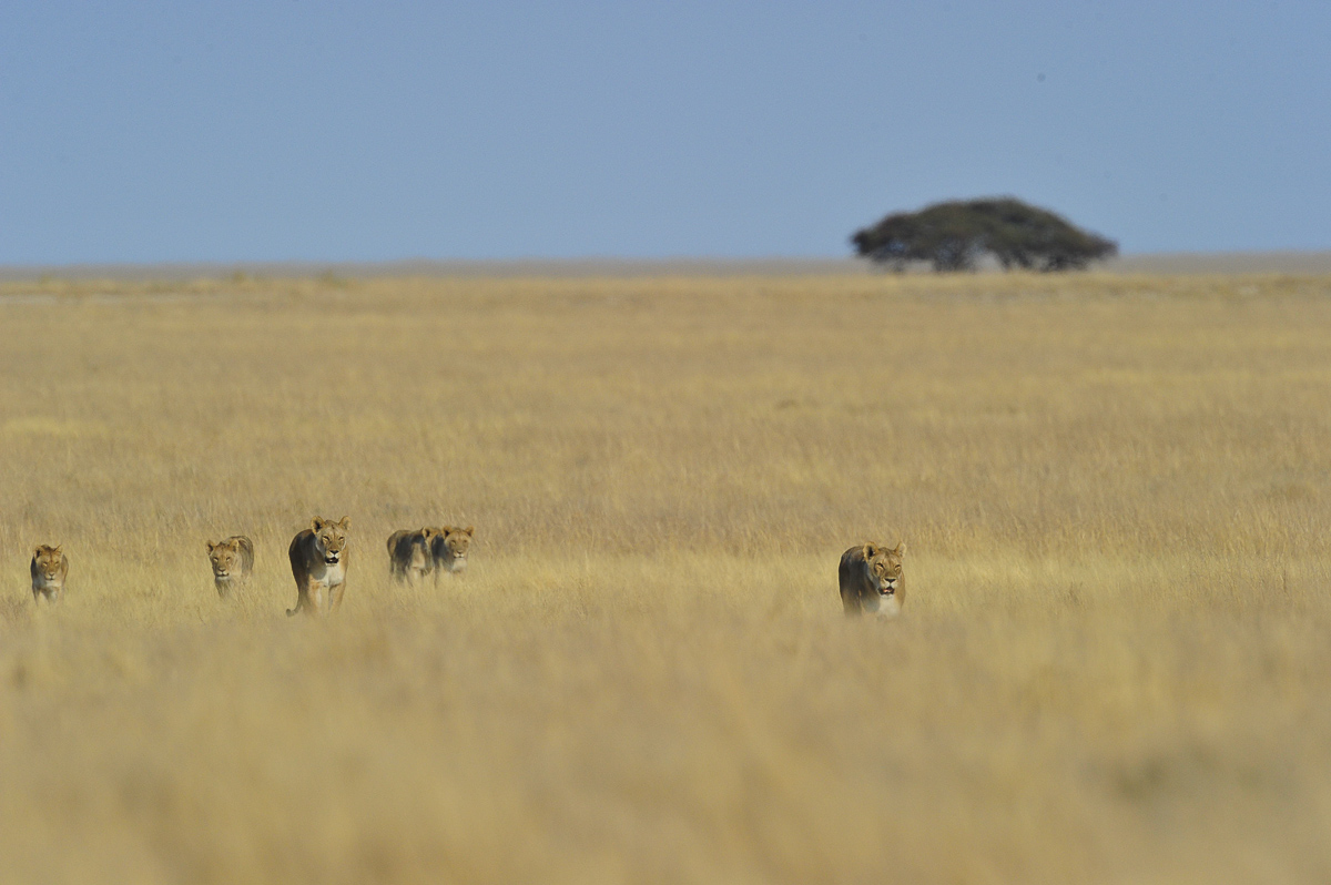 lions walking across the open savannah in Etosha National Park
