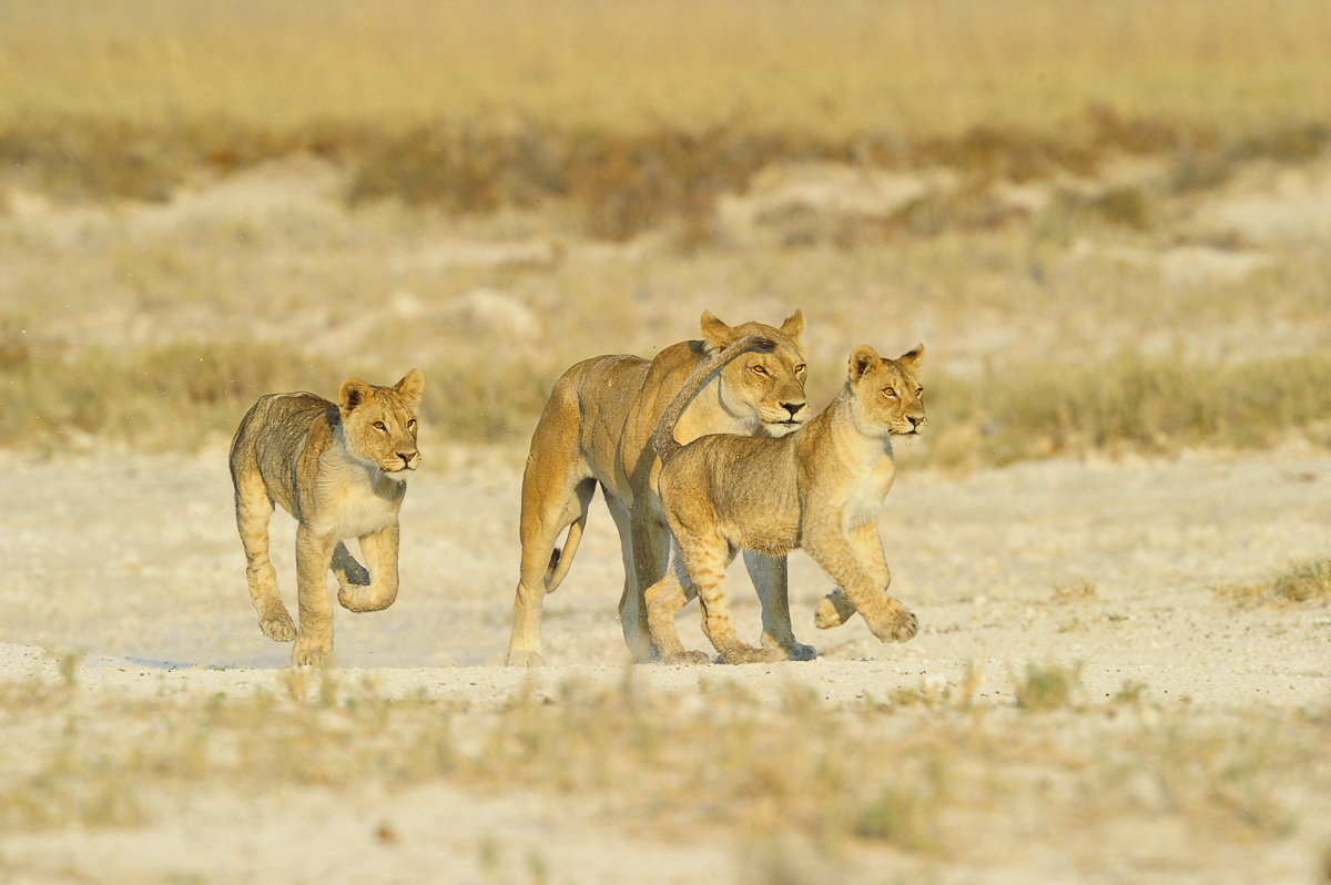 Etosha lioness with two of her cubs