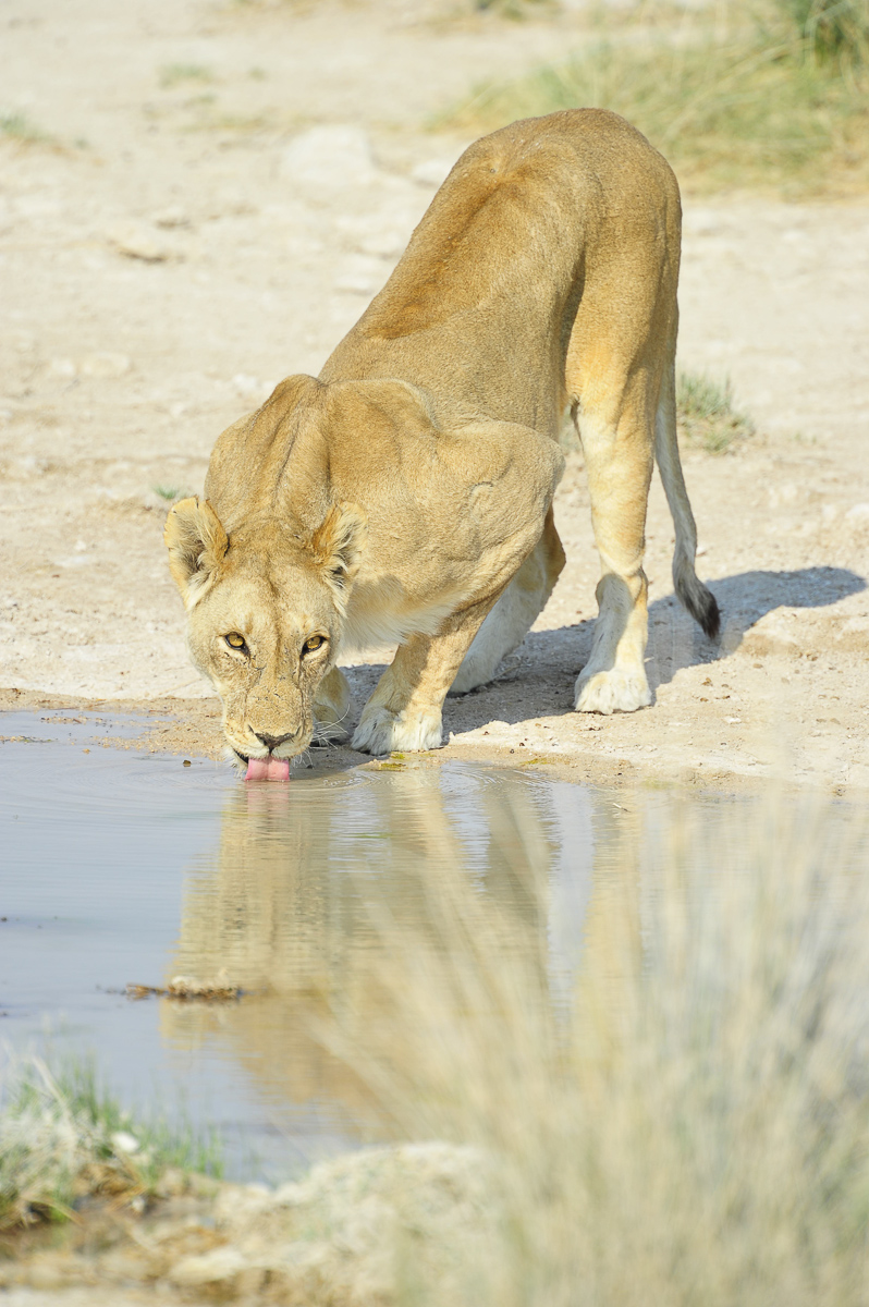 lioness drinking at a spring in Etosha