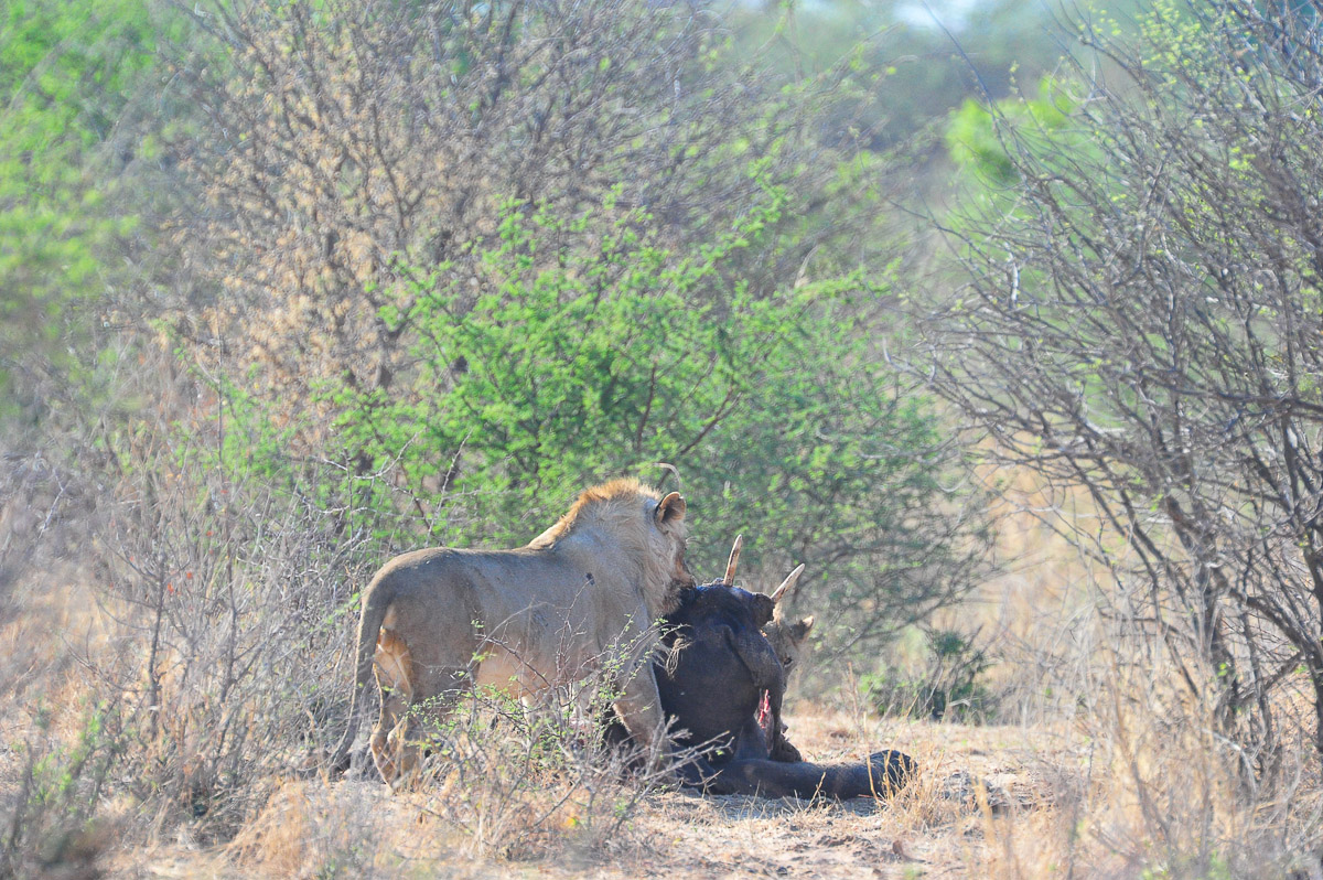 Etosha lions on elephant kill
