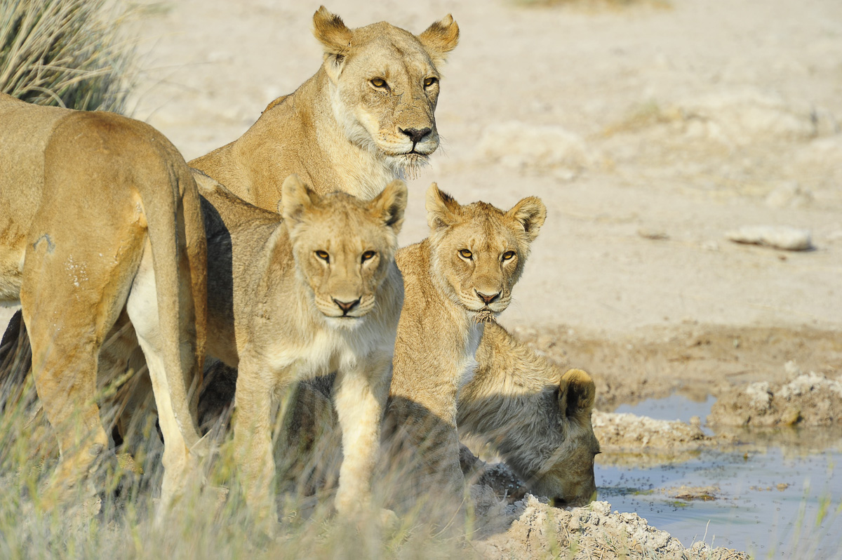 Etosha lions drinking at Salvadora waterhole