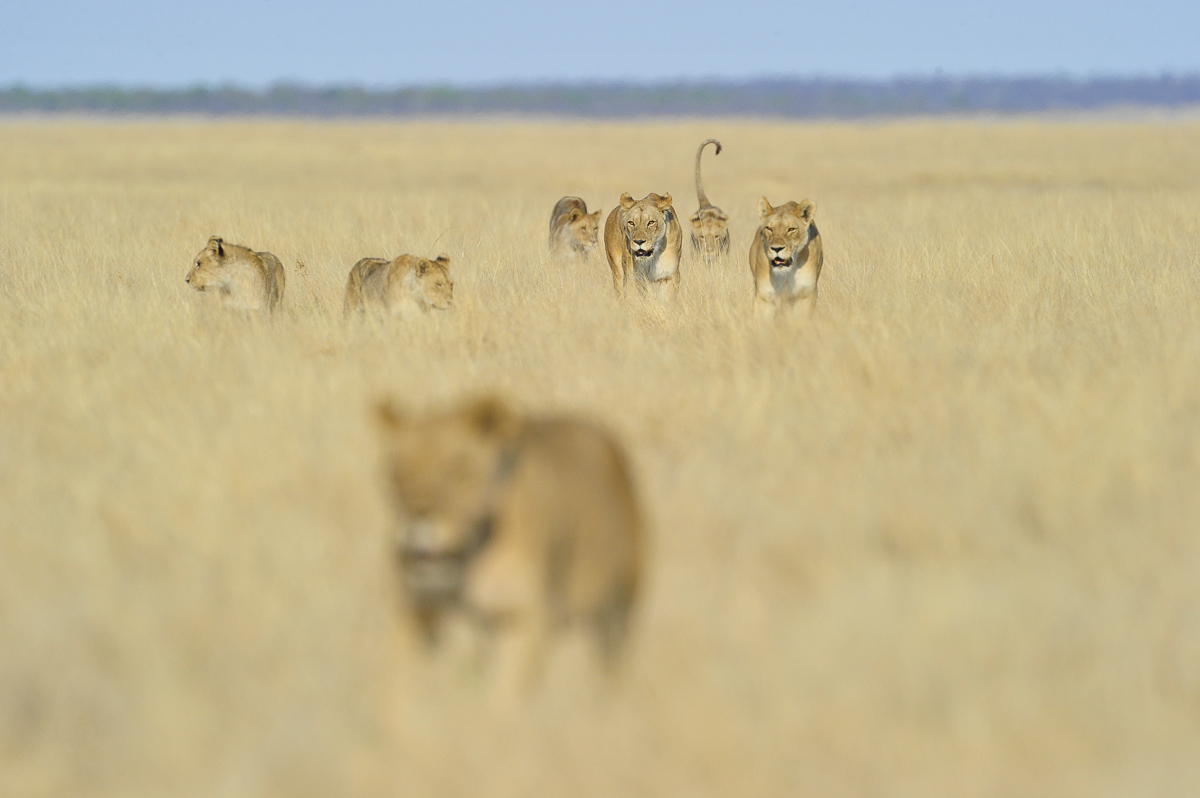 Etosha lionscape taken in the Halali area
