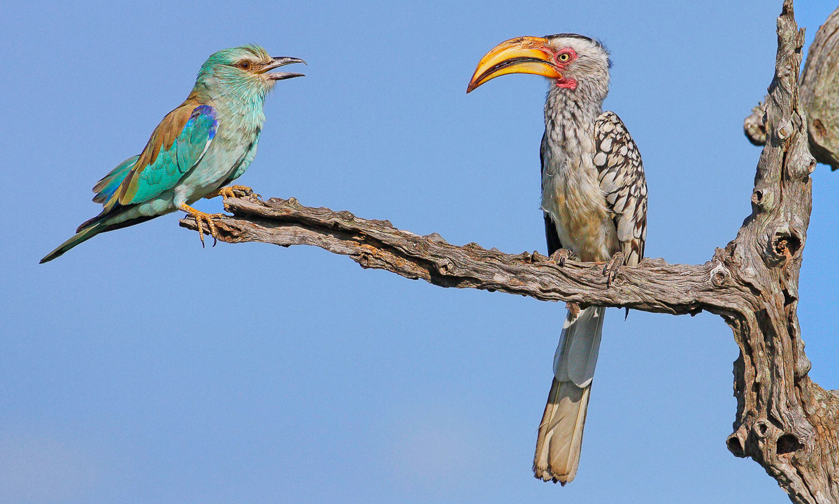 European Roller chatting to a Yellowbilled Hornbill in the Kruger National Park