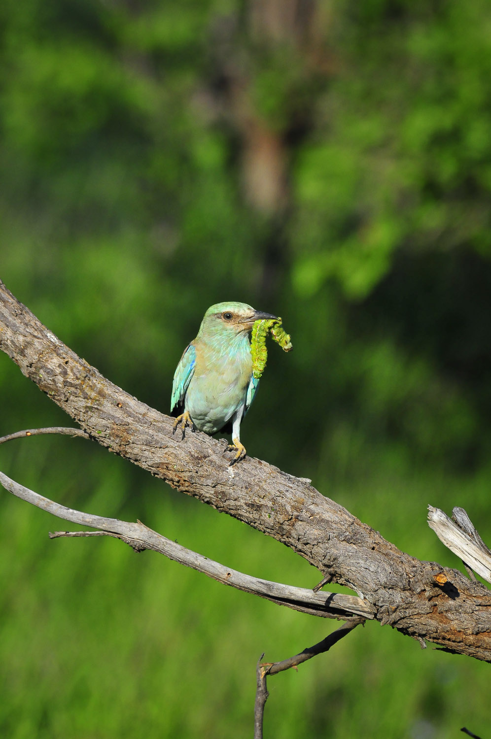 European Roller with a worm taken near Bateleur in the Kruger National Park