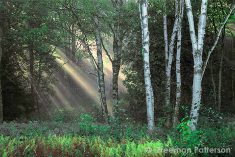 Light in the Forest