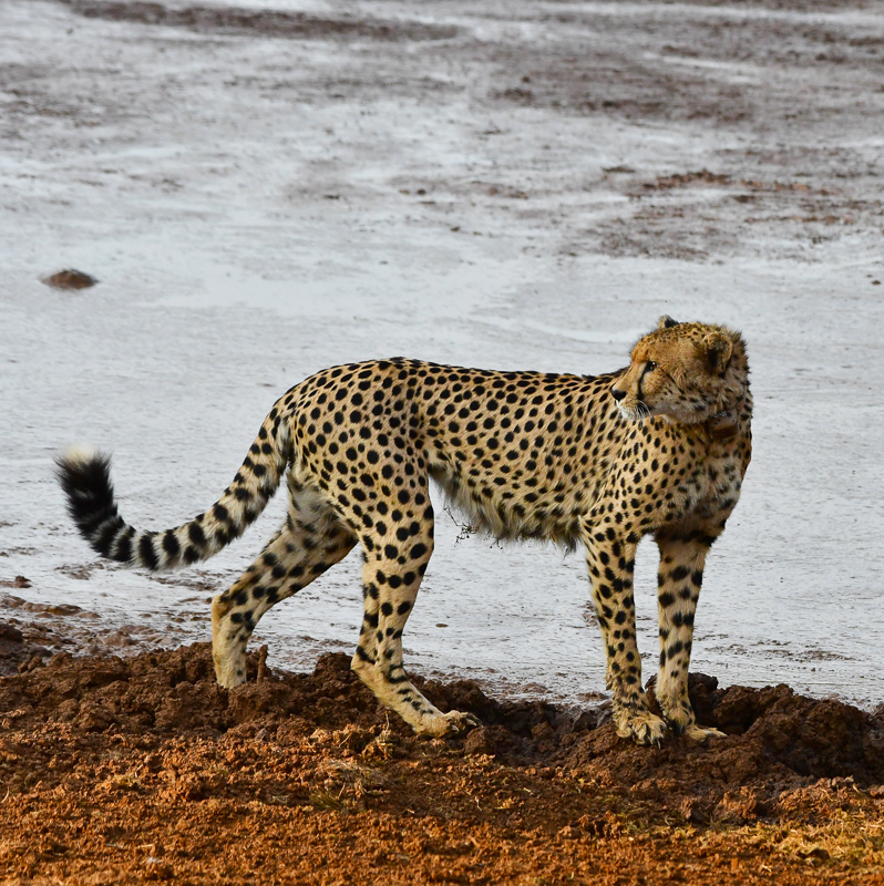 Felix the cheetah at Kubu pan