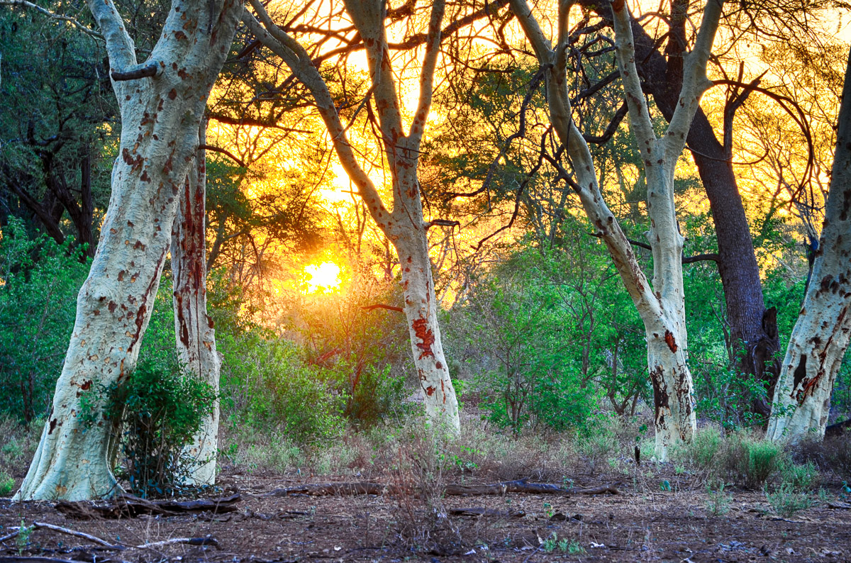 Fever tree forest in Pafuri area in the Kruger National Park