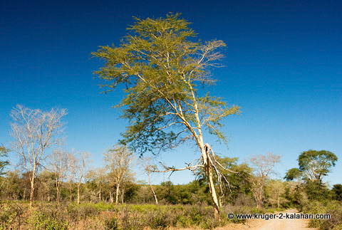 Fever tree in Kruger Park Fever tree in Kruger Park