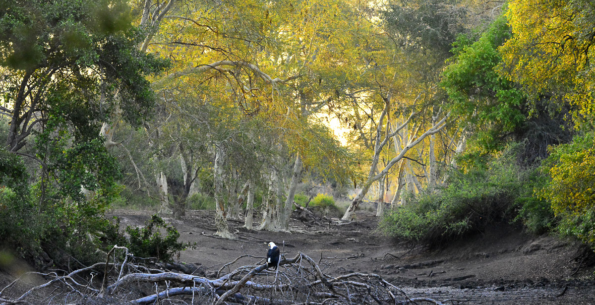 Fish Eagle at pan image taken on a guided safari in the Pafuri area in the Kruger National Park