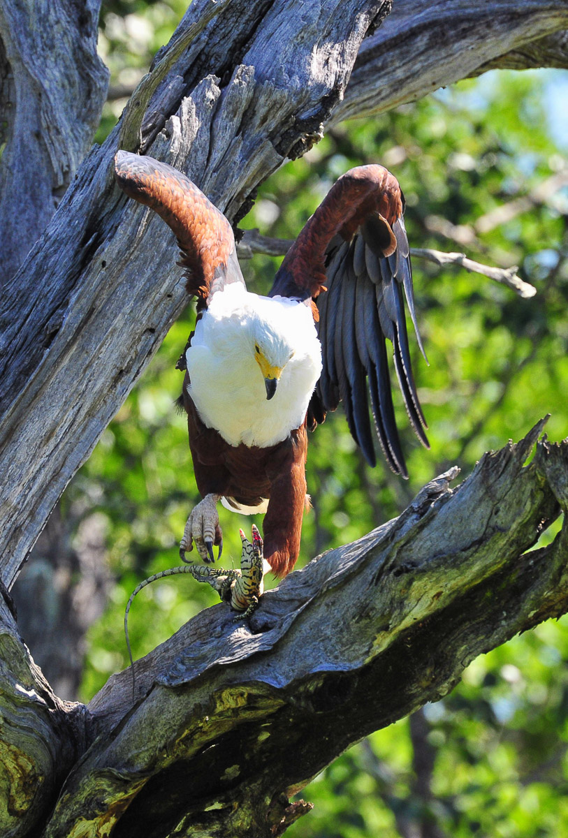 Fish Eagle with a baby Water monitor image taken at Lake Panic Hide near Skukuza in the Kruger National Park
