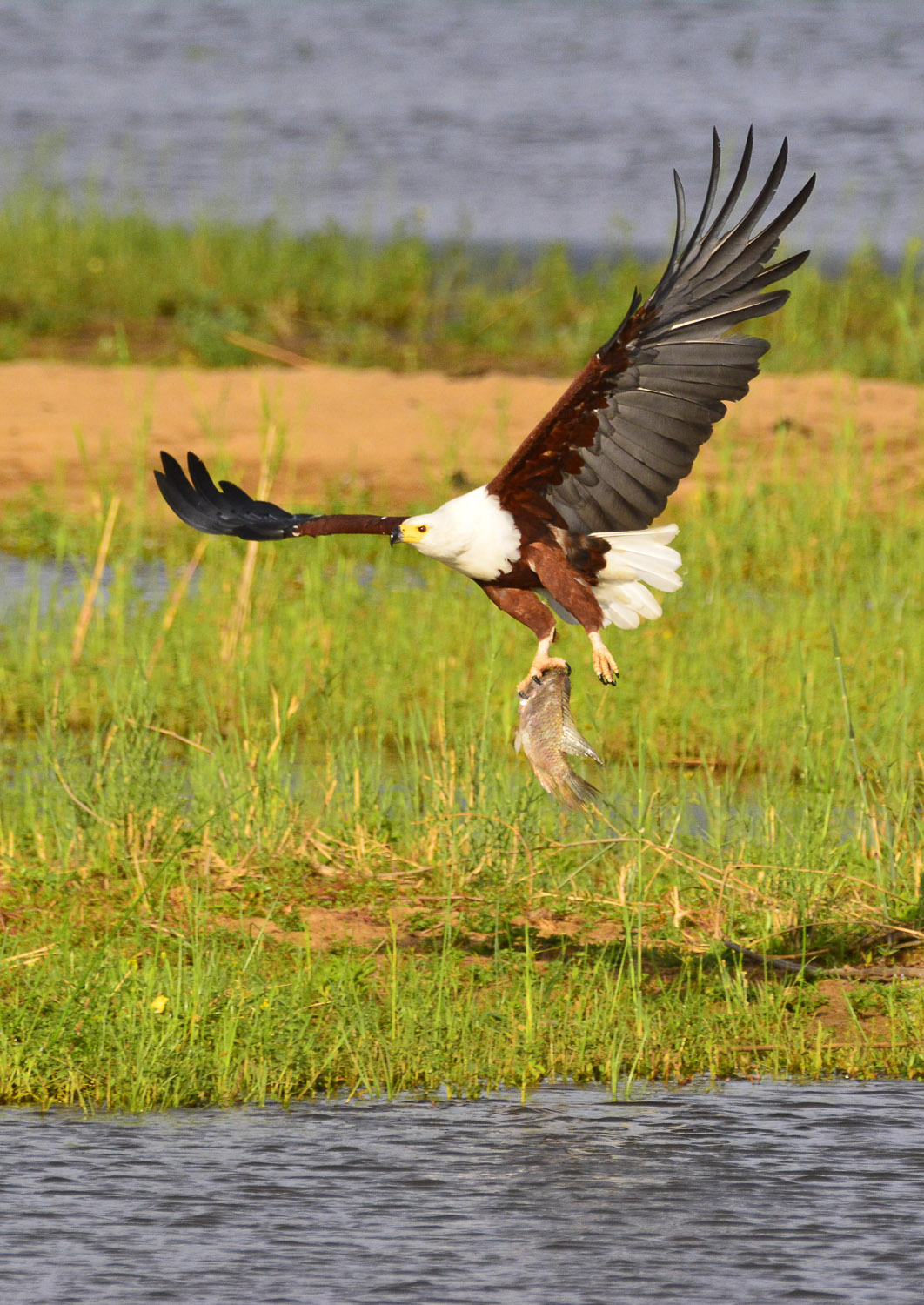 Fish Eagle with catch taken from the Lower Sabie Bridge in the Kruger National Park
