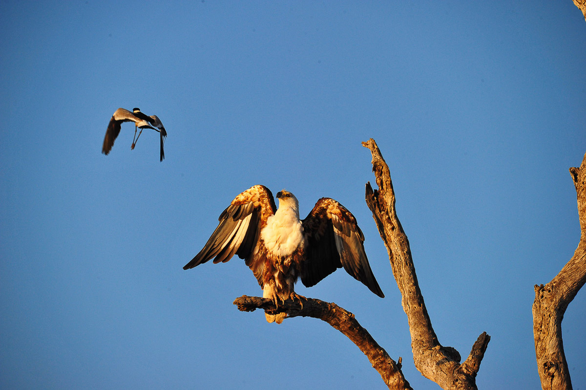 African Fish Eagle and Blacksmith Plover interacting in the Kruger National Park
