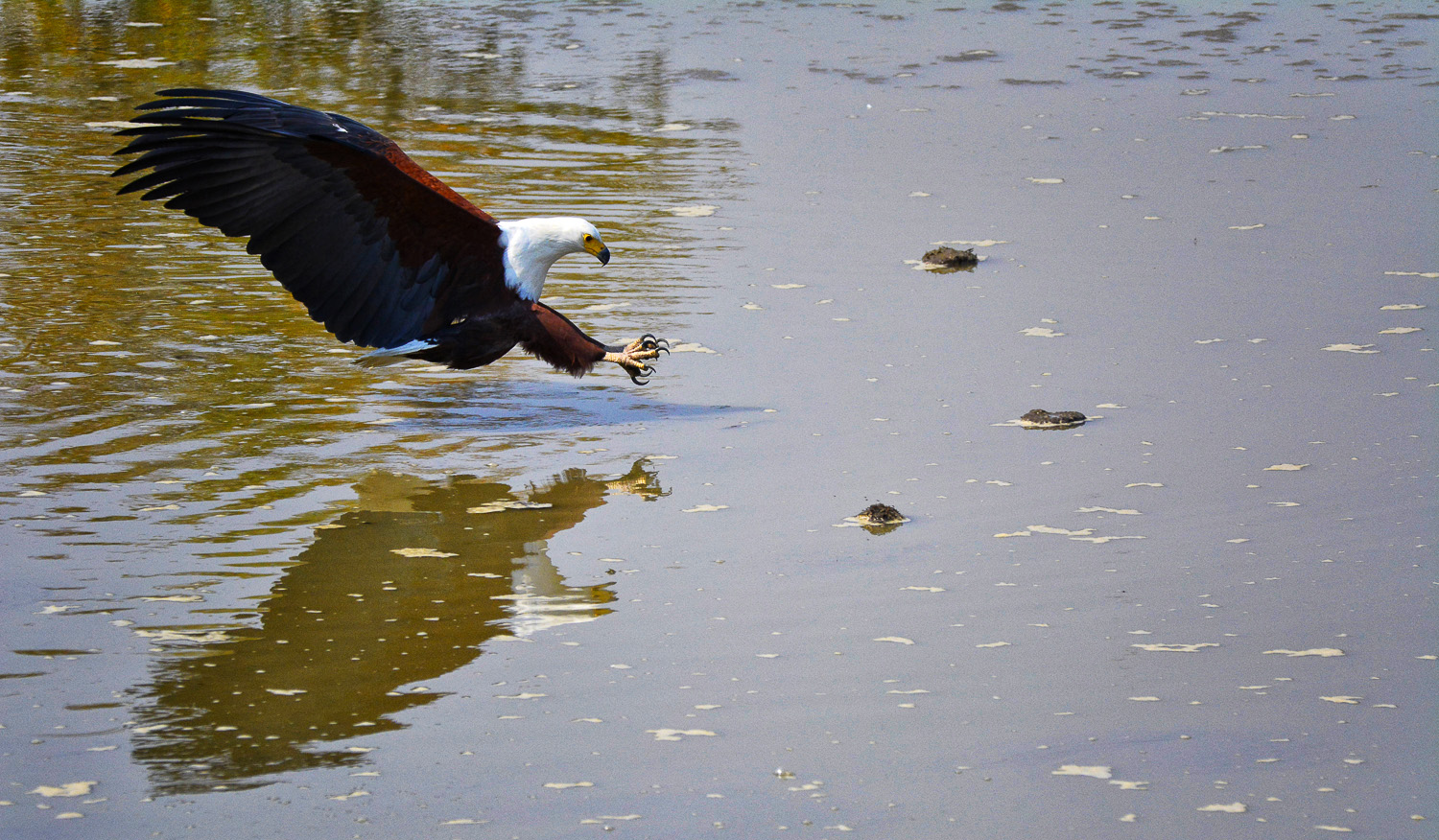 Fish Eagle catching fish at the Shisha Causeway Pan near Punda Maria on the H13-1 in the Kruger National Park
